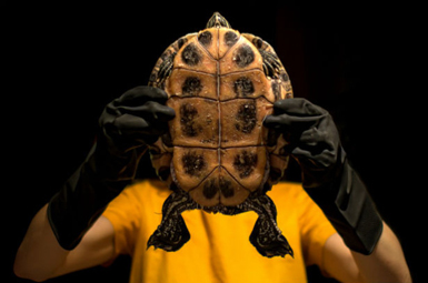 les d�voilements simples